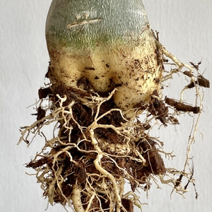 Root condition of the adenium before repotting.