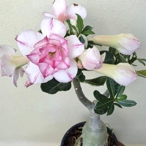 Adenium white-pink flowers. From Andele RM25.