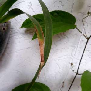 Neomarica gracilis (lirio caminante)(2)