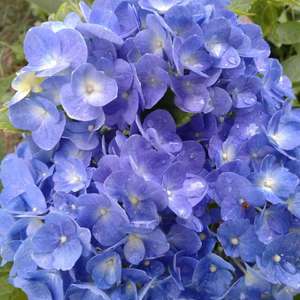 I LOVE Hydrangeas!  just look how beautiful the colors are and how long flower is in bloom