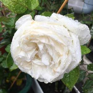 我新添加了一棵“028.白玫瑰”到我的“花園”。