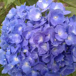 I LOVE Hydrangeas!  just look how beautiful the colors are and how long flower is in bloom