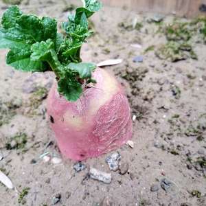 我新添加了一棵“水萝卜”到我的“花园”
