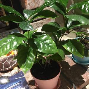 咖啡树 Arabica Coffee Plant