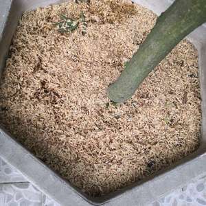 土壤改良，盆土表面覆盖稻壳，并施有机肥和自制菌肥