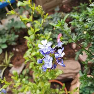 我新添加了一棵“蓝雪花”到我的“花园”