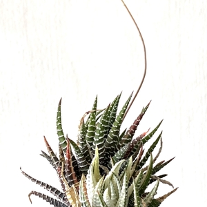 Haworthia Fasciata Elegans Variegata (Variegated Zebra Plant)