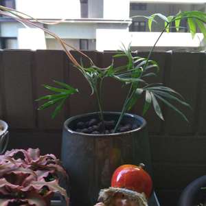 我新添加了一棵“袖珍椰子”到我的“花園”。