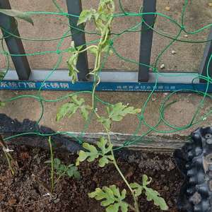 我新添加了一棵“西瓜”到我的“花园”