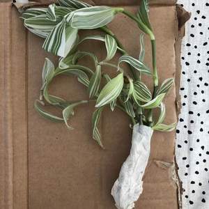 Tradescantia albiflora variegata