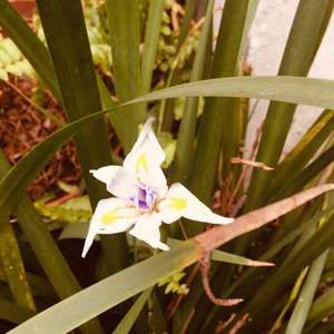 I Nuevo agregado un iris africana en mi jardín