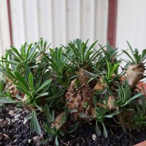 我新添加了一棵“峨嵋山 Euphorbia bupleurifolia x susannae”到我的“花園”。