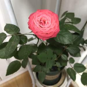 我新添加了一棵“玫瑰🌹”到我的“花园”