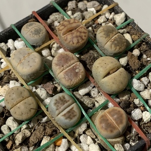 This is the technique I use for potting Lithops.