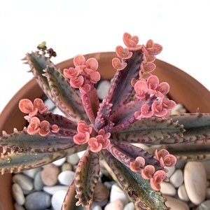 My normal Kalanchoes can grow like weeds but this pink variety is really slow growing.