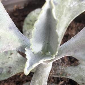 Help! Dots showing up on my kalanchoe:( Is it fungus??