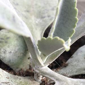 Help! Dots showing up on my kalanchoe:( Is it fungus??