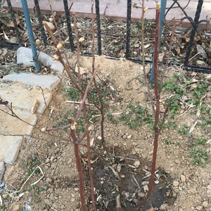 3月15日，给四株葡萄，2棵蓝莓施了有机复合肥和液体肥。