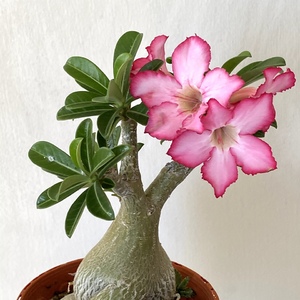 Recently pruned and already flowering.