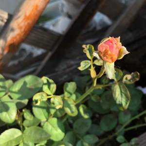 我新添加了一棵“安尼克城堡 The Alnwick Rose”到我的“花园”