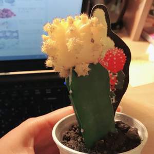 我新添加了一棵“Cactus”到我的“花園”。
