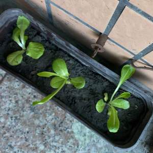 我新添加了一棵“萵苣生菜10/29種植”到我的“花園”。