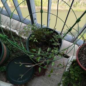 我新添加了一棵“铁线莲”到我的“花园”