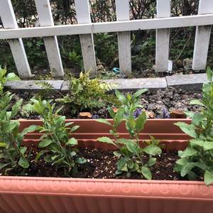 我新添加了一棵“蓝雪花组合盆栽”到我的“花园”