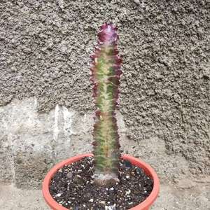 I Nuevo agregado un Euphorbia trigona x rubra en mi jardín
