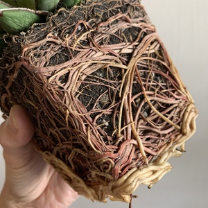 It's root bound. Time to repot.