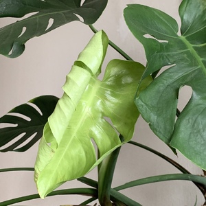 New leaf opening up.