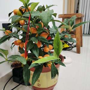 我新添加了一棵“橘子树”到我的“花园”