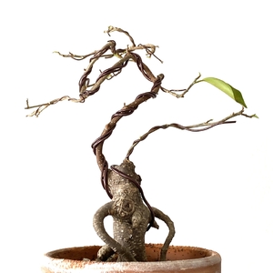 ✖︎ Ficus Microcarpa (Kokedama Bonsai)