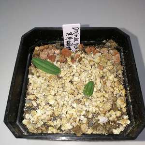 Drimia platyphylla 冥界蝴蝶