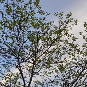 板栗树萌出了绿芽