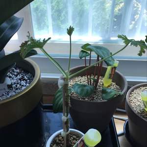 제가 새로운 식물 “구문초”한 그루를 나의 “화원”에 옴겼어요. 