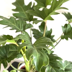 Philodendron Xanadu (Philodendron Winterbourne)