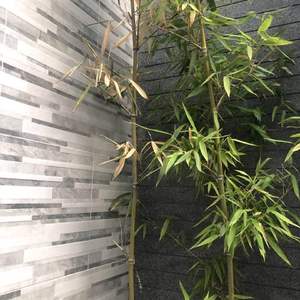 我新添加了一棵“竹子”到我的“花园”