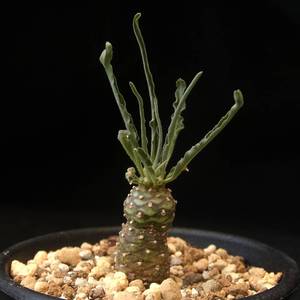 我新添加了一棵“Euphorbia hadramautica 波叶大戟”到我的“花园”