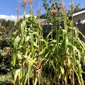 So big and corn is almost ready!