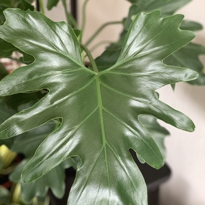 Big new leaf!