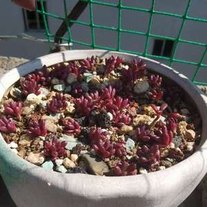 我新添加了一棵“紫米粒”到我的“花园”