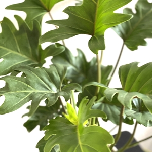 Philodendron Xanadu (Philodendron Winterbourne)