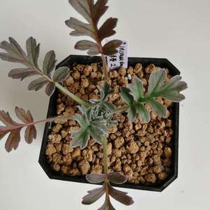 Pelargonium Incrassatum 红花洋葵2
