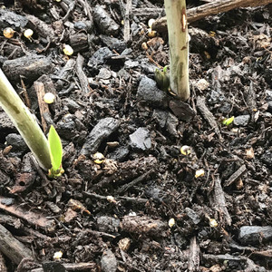 给挨近土面的小鳞茎盖土，已经长出根，并且发芽了。