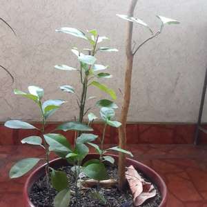 Citrus × aurantium (naranjo amargo)(2)