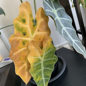 Attacked by spider mites! Removed the damaged leaves and sprayed the remaining leaves and top soil. Hopefully the plant will recover.