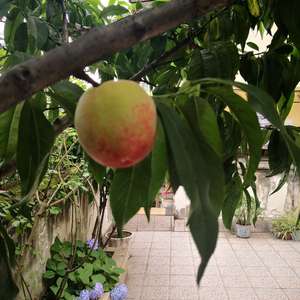 我新添加了一棵“油桃”到我的“花园”