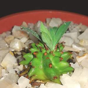 I Nuevo agregado un Euphorbia Suzannae en mi jardín