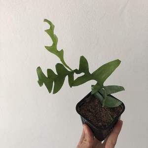 This is a new cutting! It has been rooting in water where it developed the new growth and just potted a week ago.